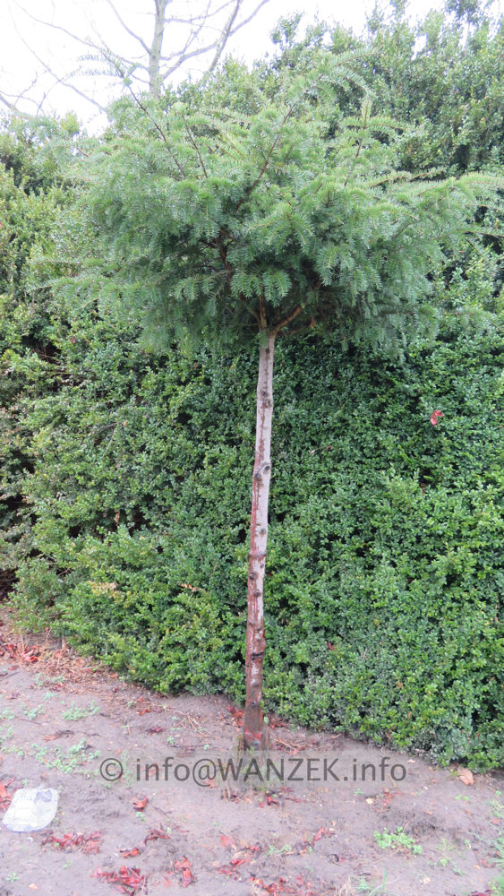 Taxus baccata 11 Hochstamm Dachform.JPG